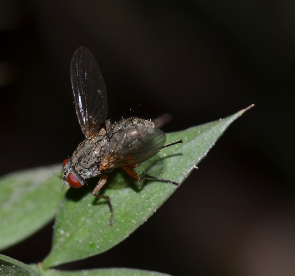 Helina sp. femmina (Muscidae)